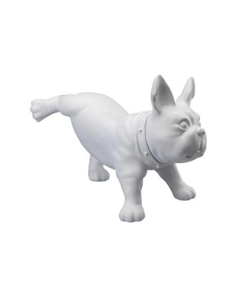 Fransk bulldog, Luis - Hvit