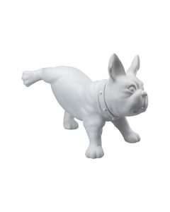Fransk bulldog, Luis - Hvit